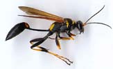 Mud Dauber Wasp