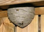 Wasp Nest